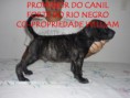 /album/galeria-de-fotos-ninhada-c1-scooby-doo-x-cheetara-de-la-fogueira-/a4-macho-preto-jpg2/